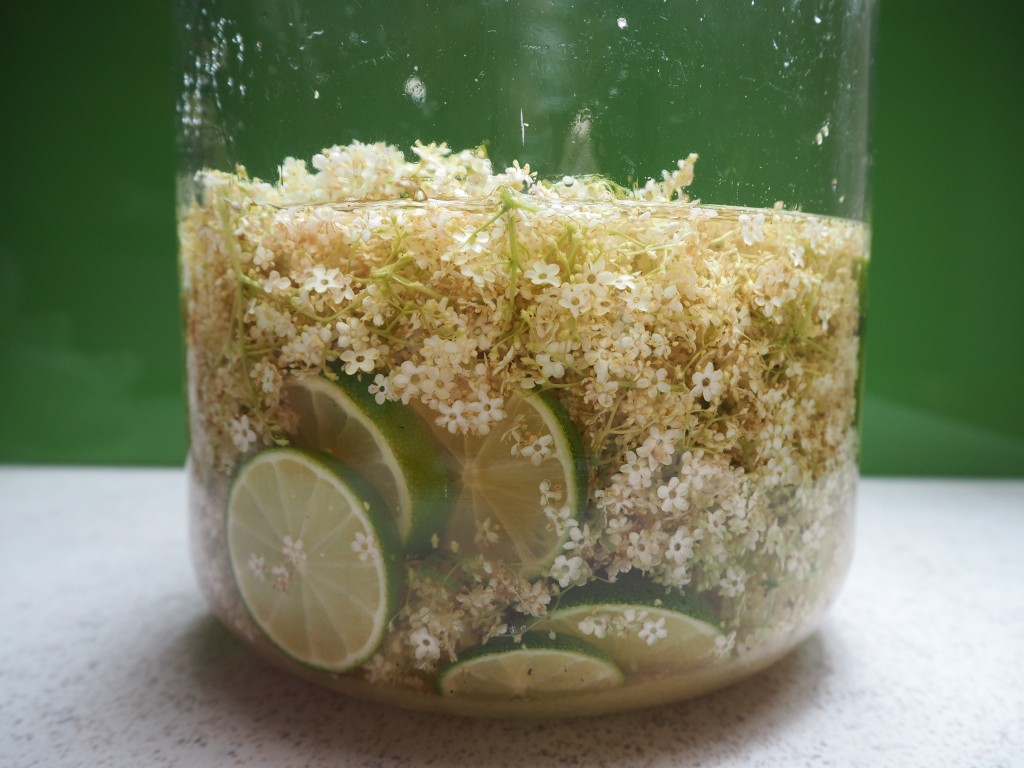 goodblog: Holunderblüten-Likör