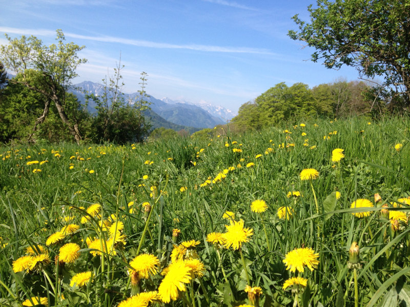 goodblog - Mein Hausberg: Der Schoberstein - Löwenzahn