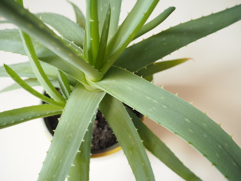 goodblog in der NEUEN Vorarlberger Tageszeitung: Wundversorgung aus dem Garten - Aloe Vera