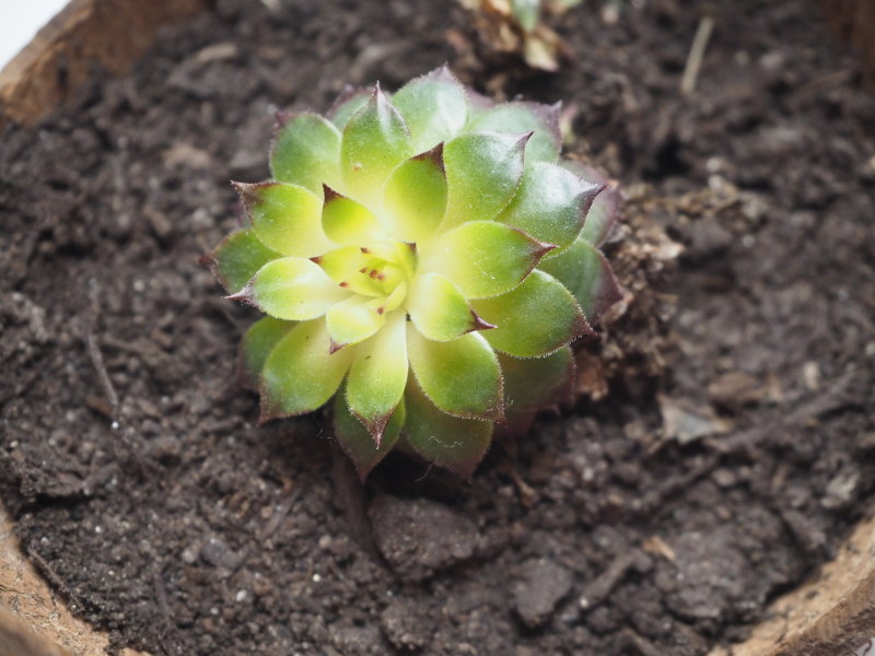 goodblog in der NEUEN Vorarlberger Tageszeitung: Wundversorgung aus dem Garten - Hauswurz