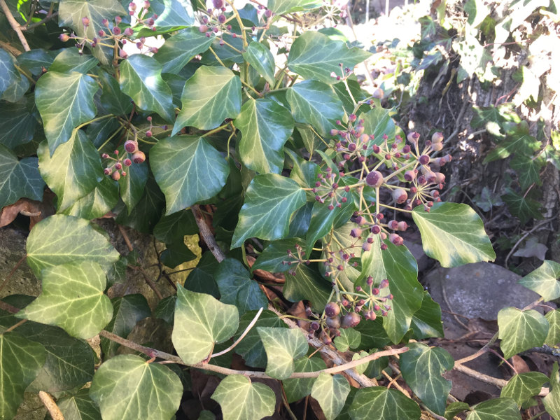 goodblog in der NEUEN Vorarlberger Tageszeitung: Efeu - wilde, hilfreiche Zierpflanze - giftige Beeren