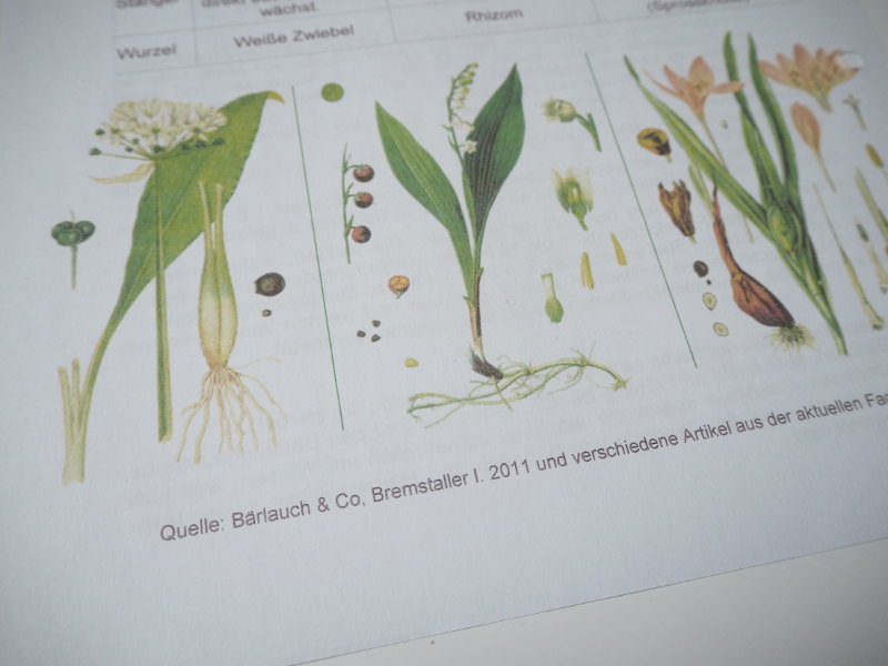 goodblog: Bärlauch sicher bestimmen - Unterschiede zu Maiglöckchen und Herbstzeitlose