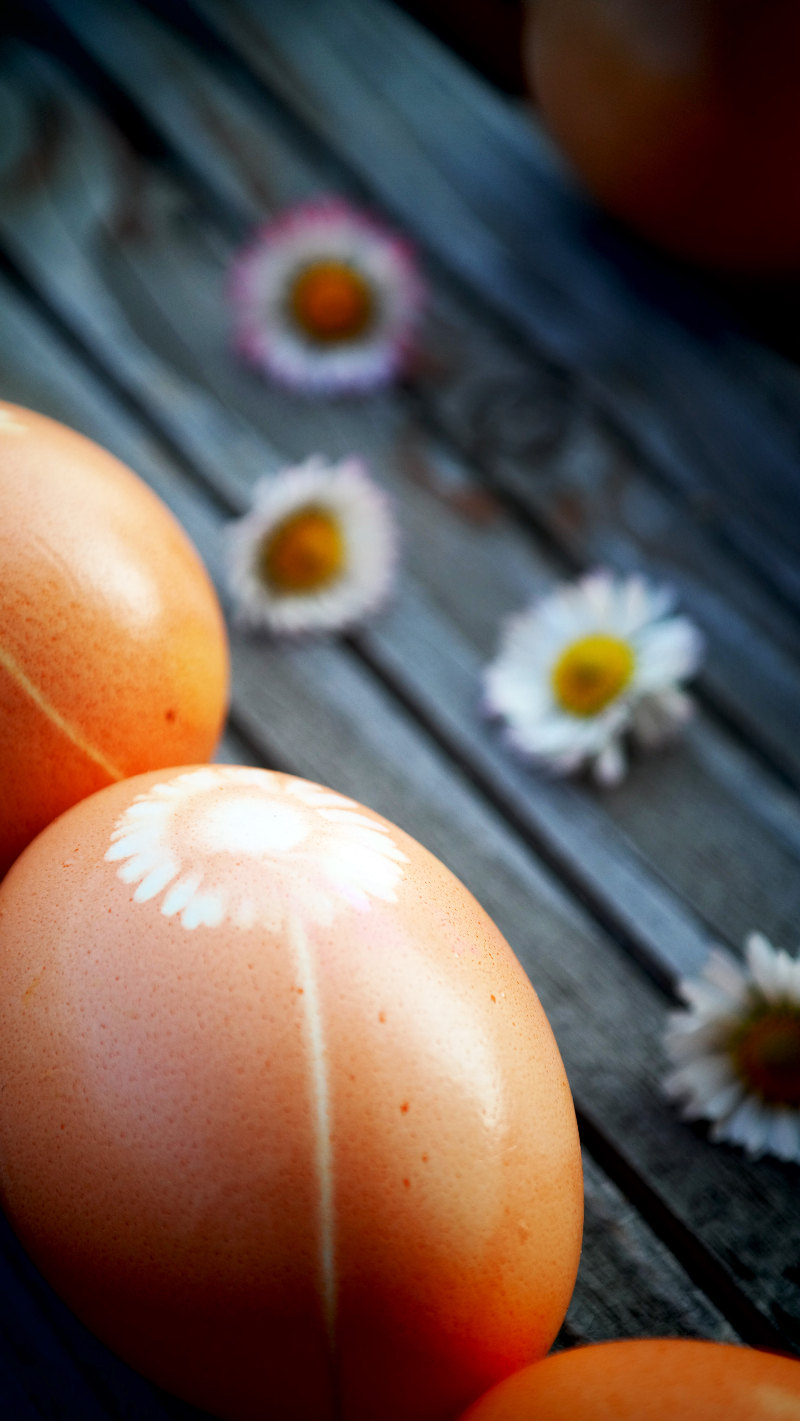 goodblog in der NEUEN Vorarlberger Tageszeitung zu Ostern: Färben mit natürlichen Farben - Gänseblümcheneier von Lowredeyes