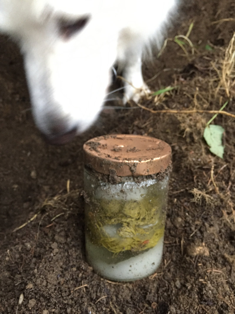 goodblog: Wipferlsirup vergraben - endlich gefunden dank Suchhund