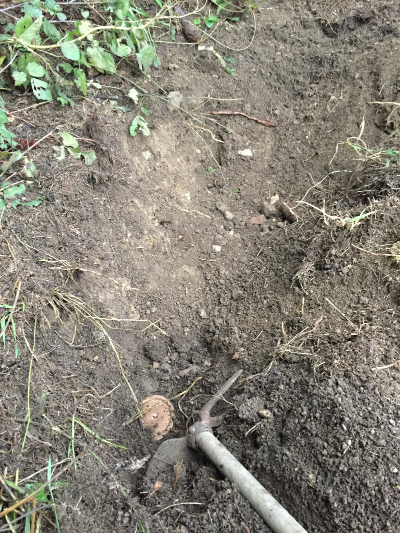 goodblog: Wipferlsirup vergraben - endlich gefunden