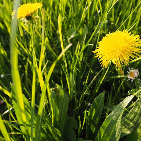goodblog in der NEUEN Vorarlberger Tageszeitung: Löwenzahn-Marmelade - Löwenzahnwiese