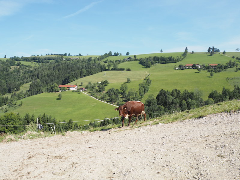 goodblog im Biomagazin: Schule am Biohof Losbichl