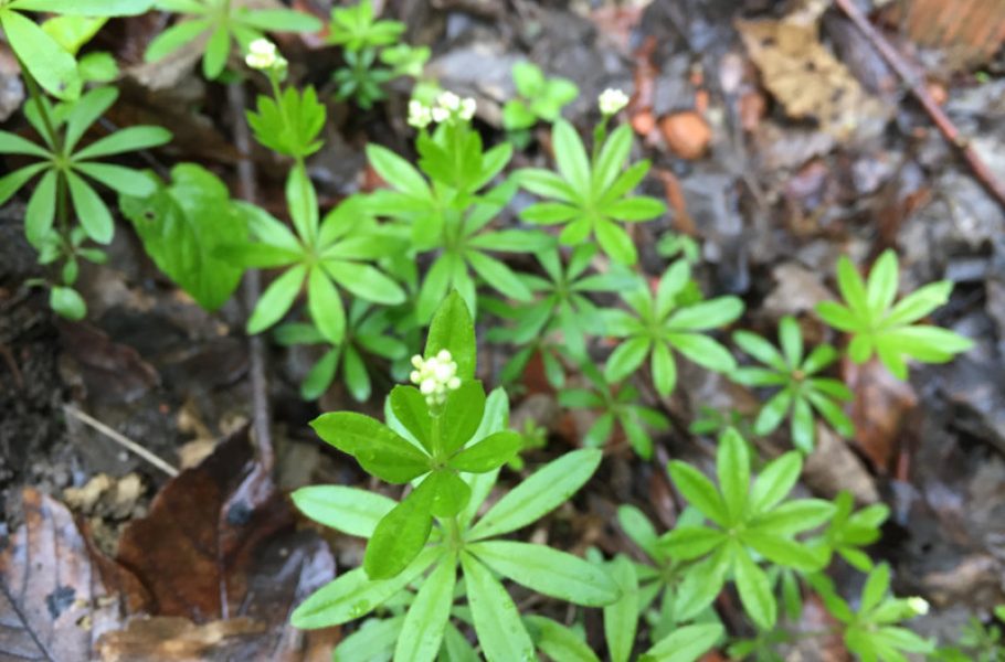 goodblog in der NEUEN Vorarlberger Tageszeitung: Waldmeister für die Maibowle - Knospen