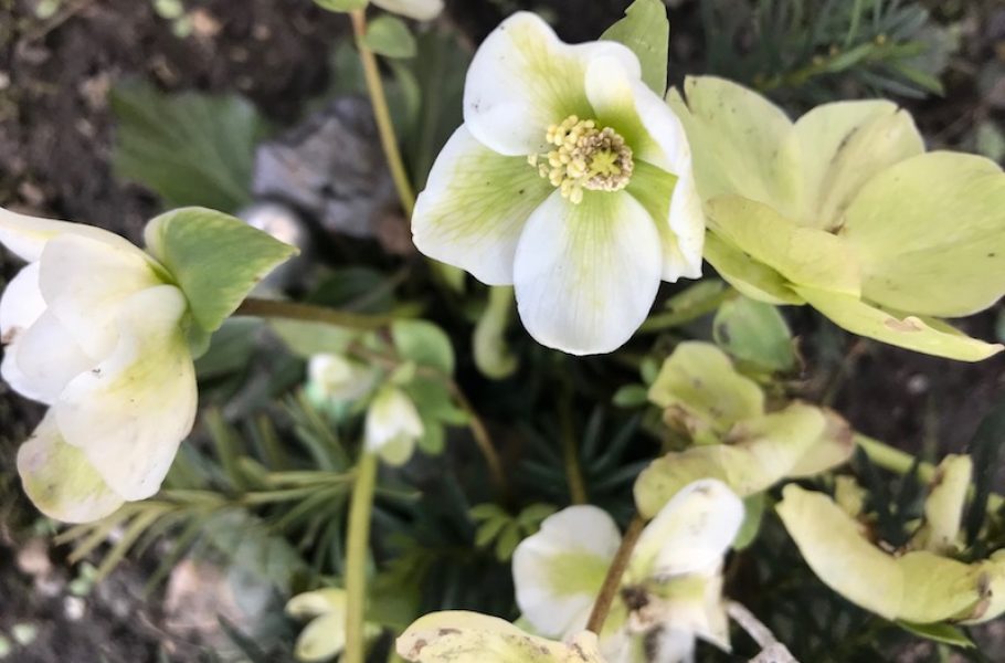 goodblog in der NEUEN Vorarlberger Tageszeitung: Schneerose - kultivierte Gartenpflanze